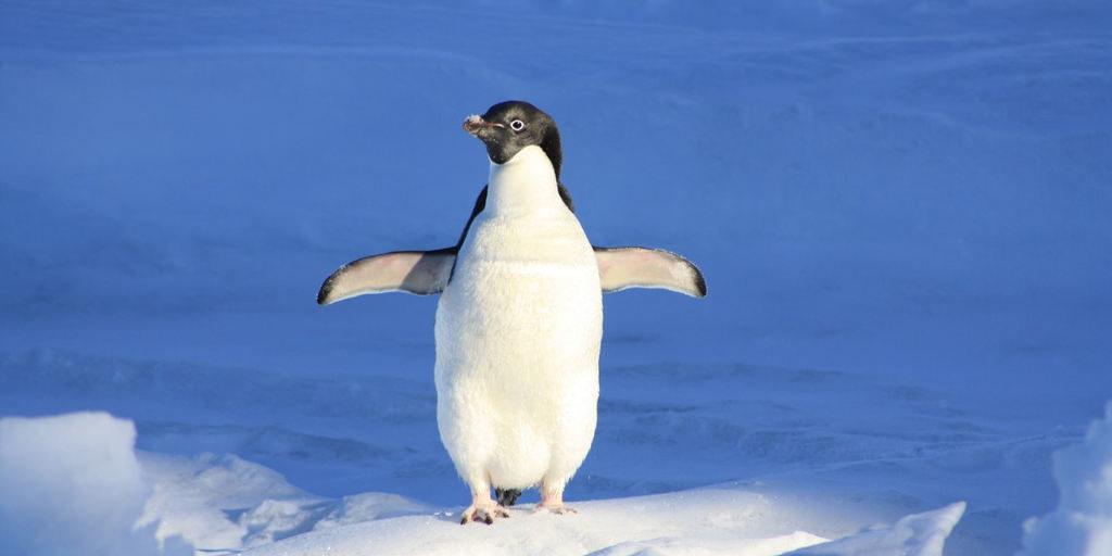 ez egy pingvin, a pingvineket szeretjük