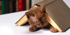 cica egy könyv alatt